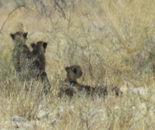 Orly Aviv - African Desert Wildlife 8