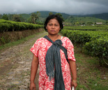 Working on the tea crop.