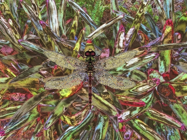Dragonfly