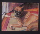 Boxer 