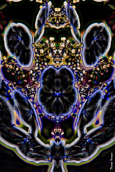 Black Angel