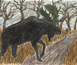 Moose 1