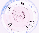 Beach Ball I
