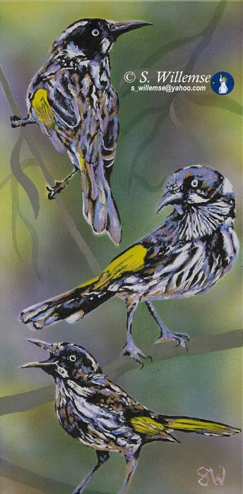New Holland honeyeaters