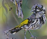 New Holland honeyeaters