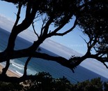 Branched
