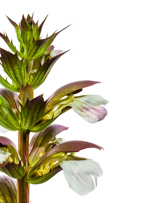 Acanthus 1