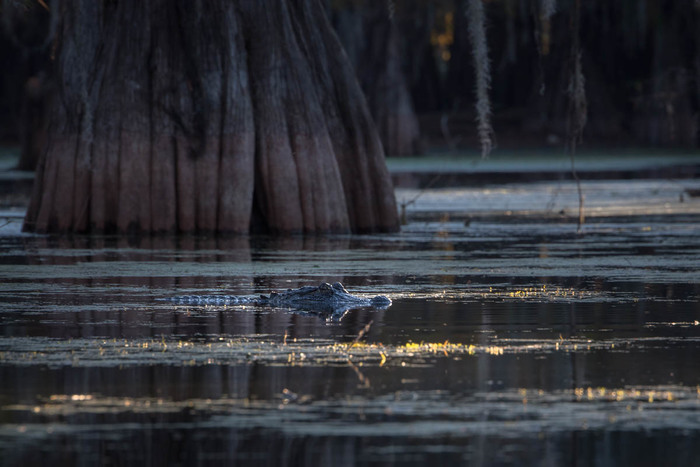 Cypress Swamps