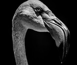 "Who's the bird with the long neck?"