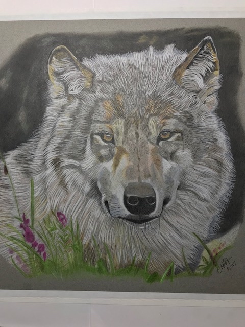 Grey Wolf