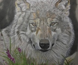 Grey Wolf
