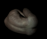 Viscera