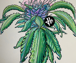 Nugg Run