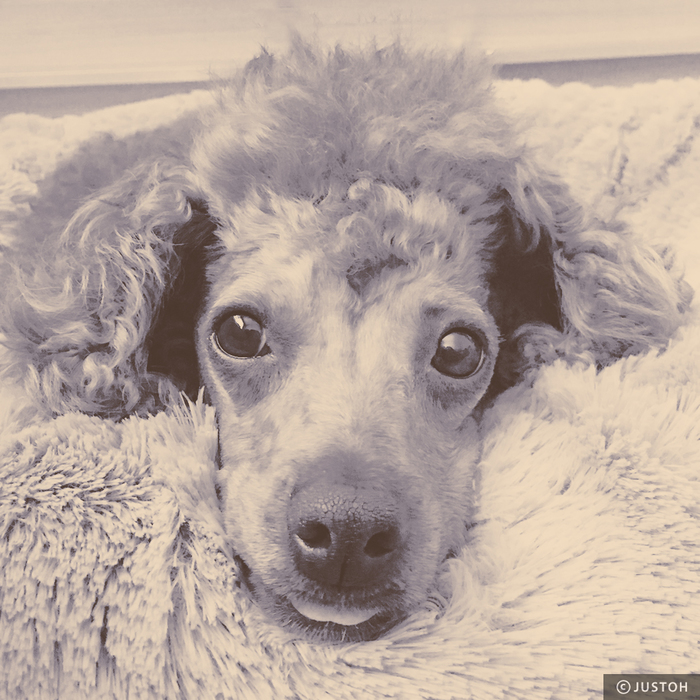 My dog Teddy (Tongue)