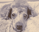 My dog Teddy (Tongue)