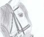 Proud Andalusian stallion