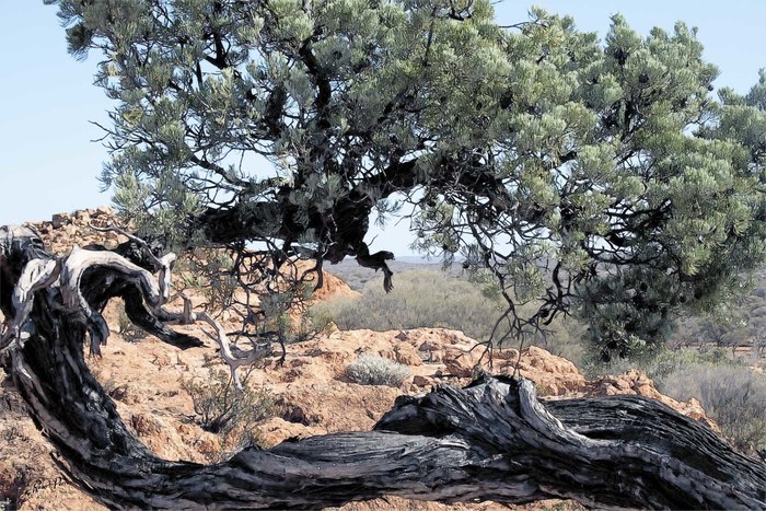 The Inland; Native Pine on Breakaway