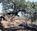 The Inland; Native Pine on Breakaway