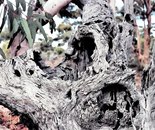 The Inland; Weathered Salmon Gum