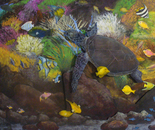 Dwellers on the Coral Reef