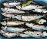 Saltfish