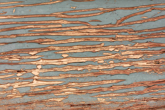 Peeling Paint Abstract 4
