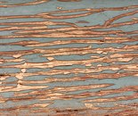 Peeling Paint Abstract 4
