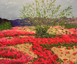 Verbena Explosion