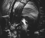 Goat & Horns 1