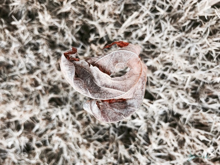 shrivel