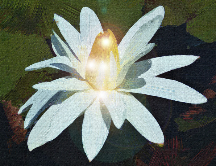 White Waterlilly