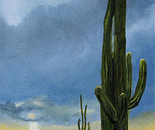 Saguaro National park