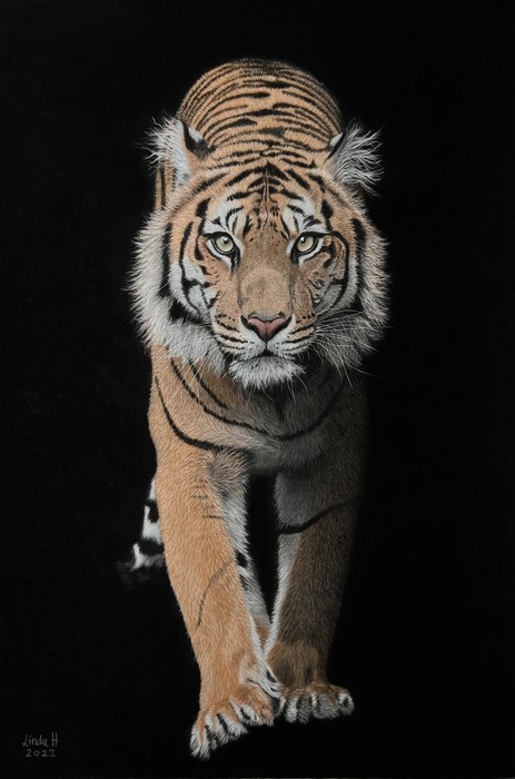 Tiger in the night