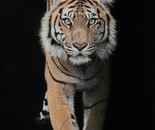Tiger in the night
