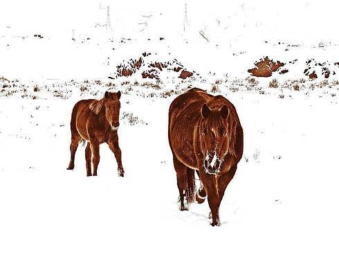 Horses Survive The Winter of 2017