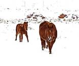Horses Survive The Winter of 2017