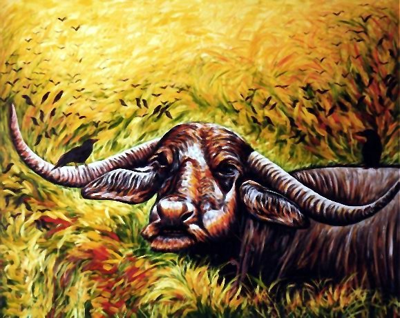 Wild buffalo, 