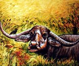 Wild buffalo, 