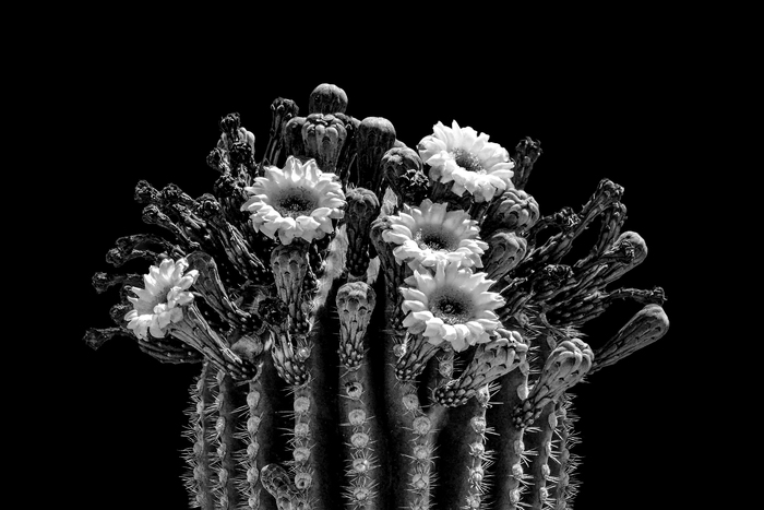 Floral Crown