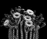 Floral Crown