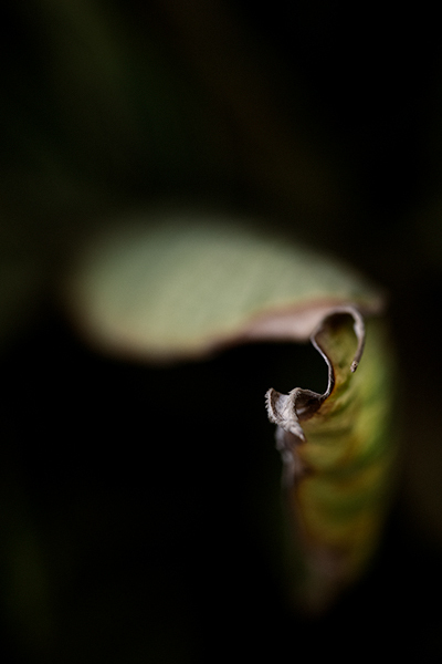 Untitled, Secret Garden, 2023