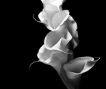 Dancing in Light