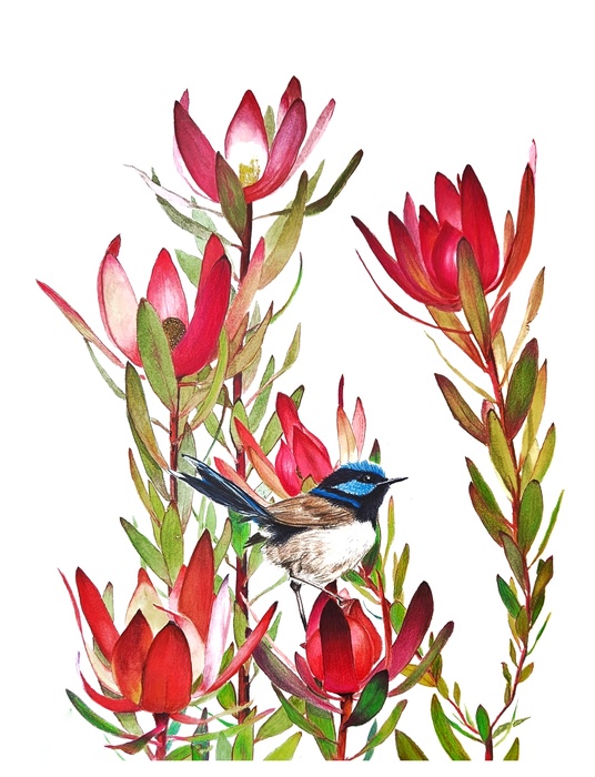 Leucadendrons and wren