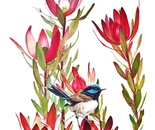 Leucadendrons and wren