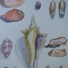 Seashells of The Caribbean: Costa Rica and Panama