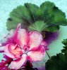 Liz Lucy Robillard