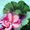 Liz Lucy Robillard