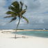 Lone Palm