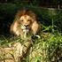 Big Cat