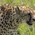 Cheetah, Maasi Mara, Kenya